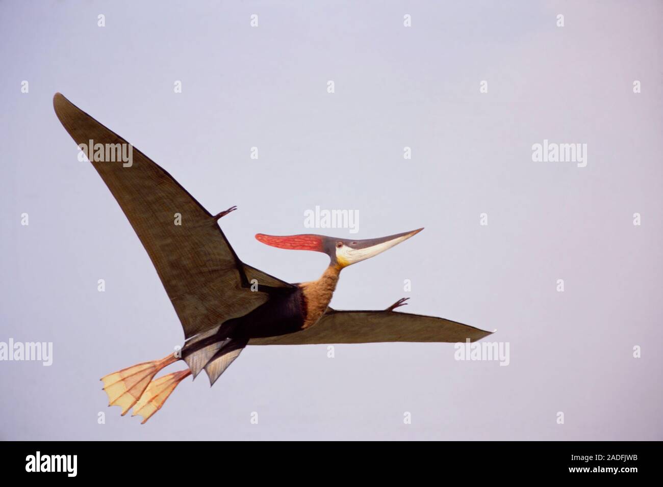 stephen-winkworth-s-4-6-metre-wingspan-radio-controlled-model-of-the