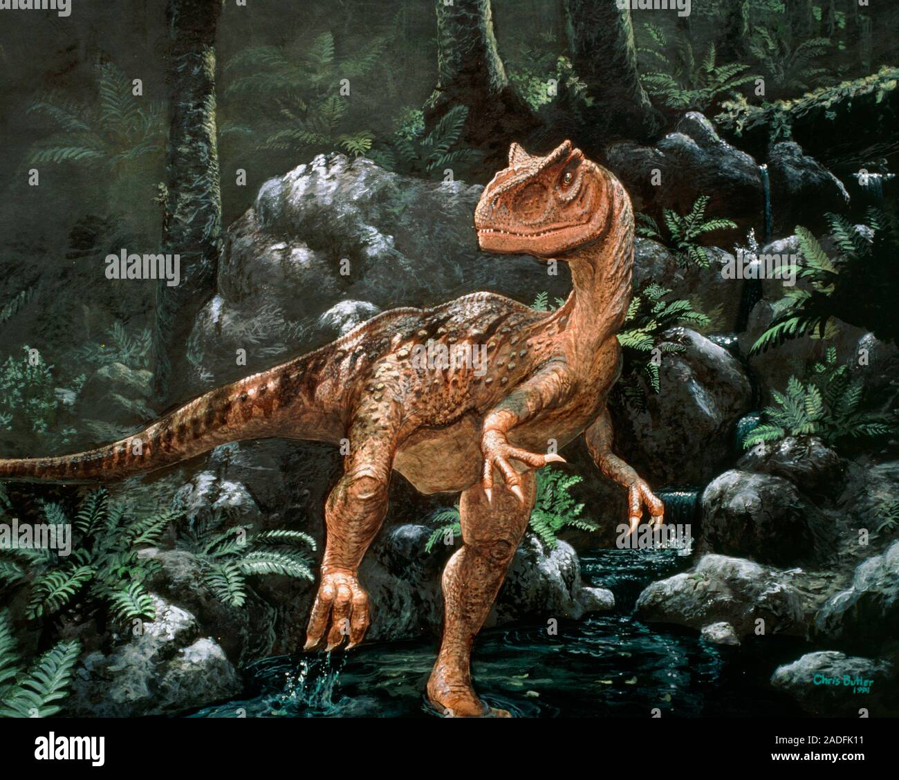 Dinosaur. Artwork showing Allosaurus sp, a large flesheating dinosaur