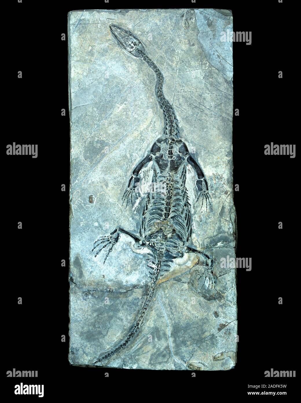 Marine dinosaur (Keichousaurus hui) fossil. This fossil dates to about ...