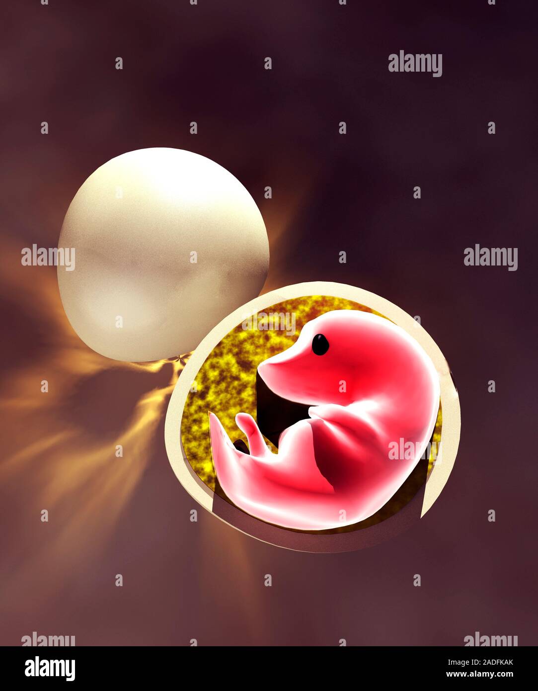 Dinosaur cloning. Image 2 of 3. Computer artwork of a Tyrannosaurus rex (T rex) dinosaur embryo