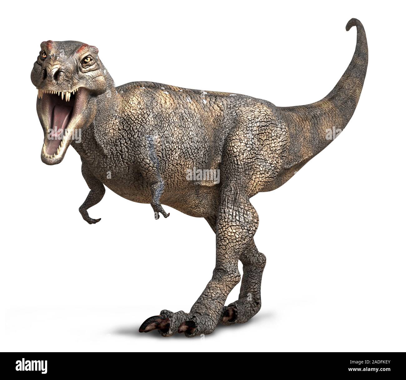 Tyrannosaurus Rex Dinosaur Artwork T Rex Was A Carnivorous Theropod