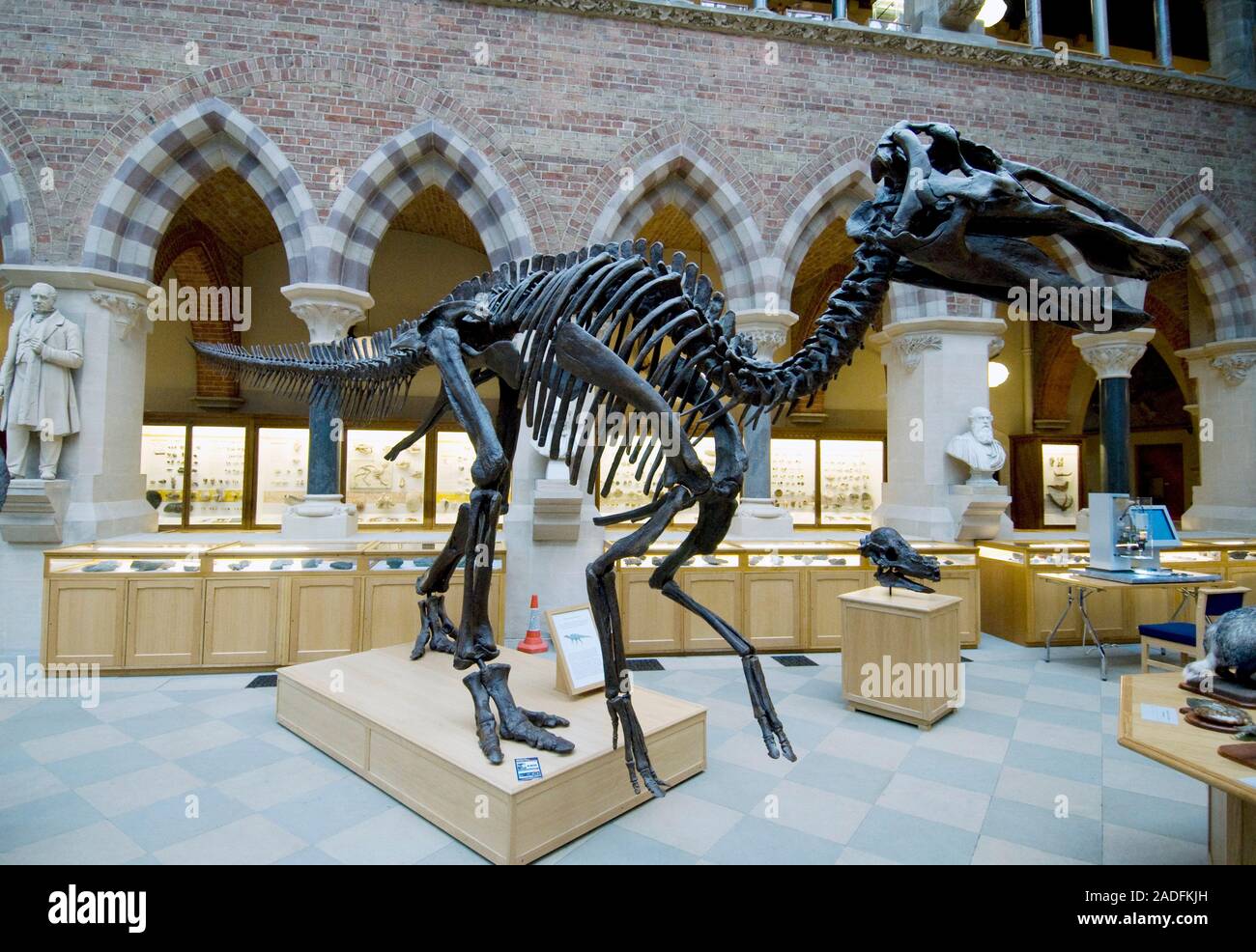 Edmontosaurus skeleton. Fossilised skeleton of Edmontosaurus annectens