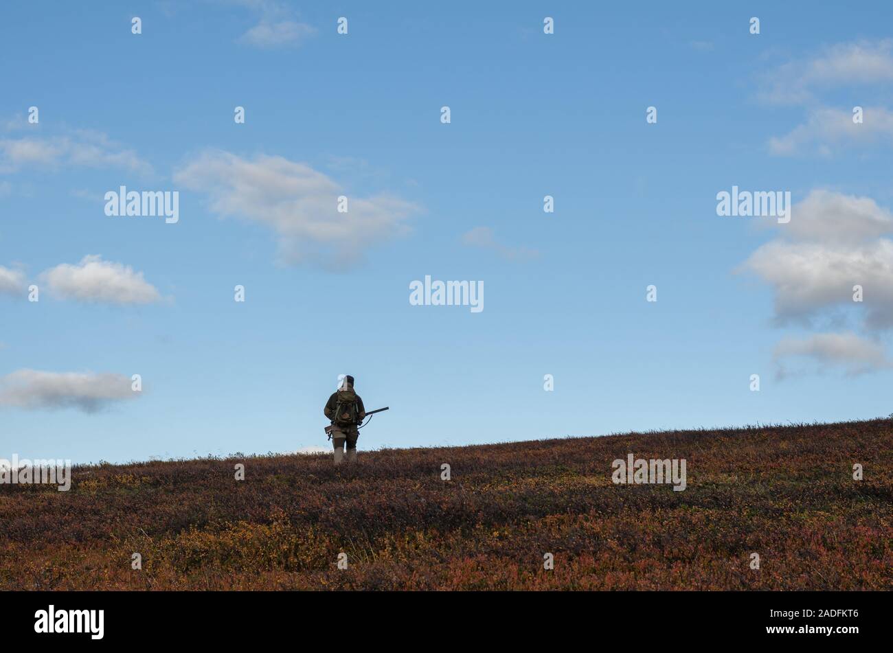 Man walking in terrain with autumn colors in Finnmark, Norway. Bird hunting. Grouse hunting Finnmark. Stock Photo