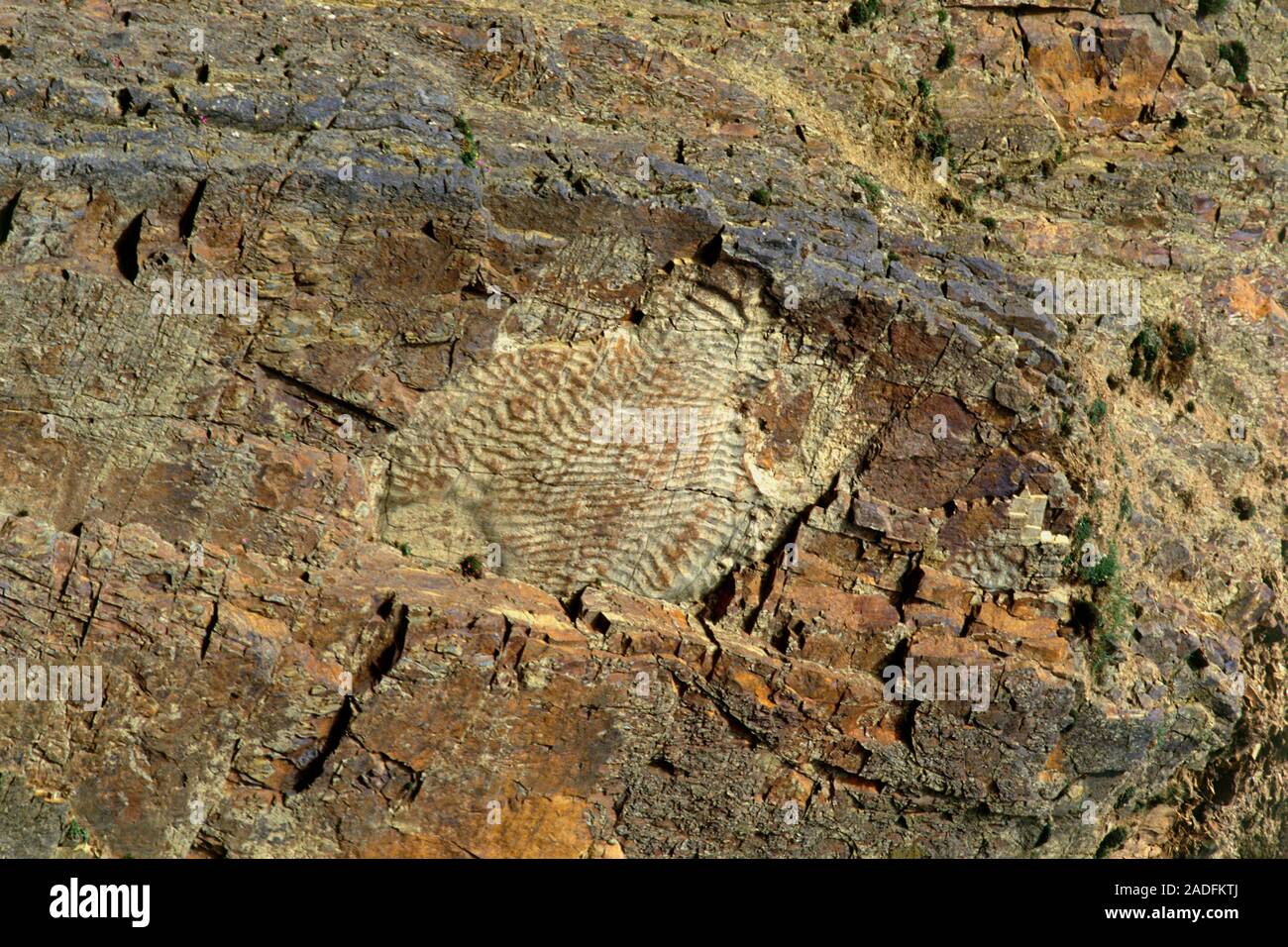 Ripple marks on a vertical bedding plane in Silurian sandstone at Marloes Bay, Pembrokeshire, Wales. Ripple marks are the relics of ancient ripples pr Stock Photo