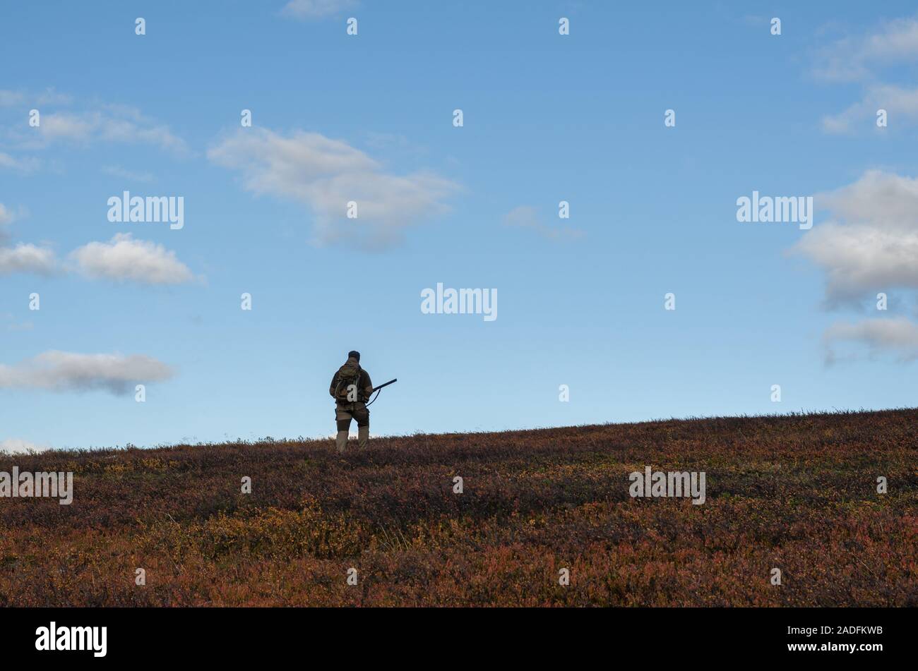 Man walking in terrain with autumn colors in Finnmark, Norway. Bird hunting. Grouse hunting Finnmark. Stock Photo