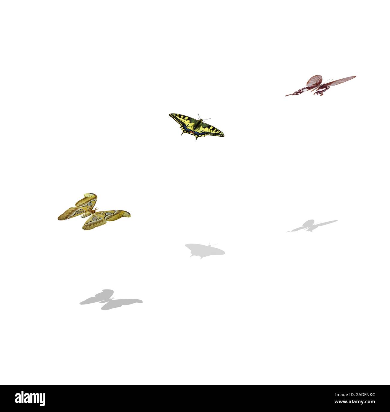 butterflies isolated on white background Stock Photo - Alamy
