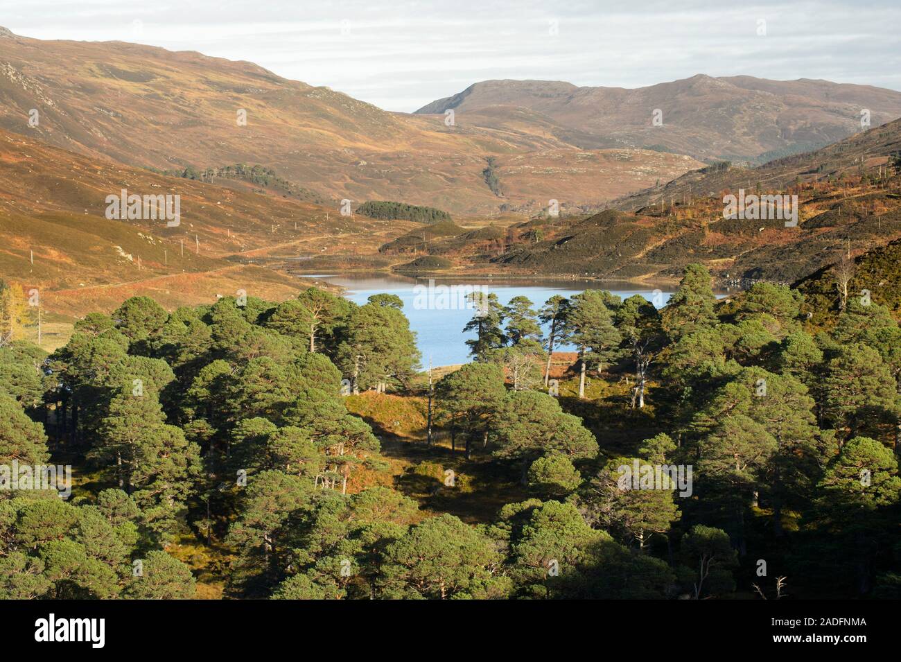 Remnant Scots Pine (Pinus sylvestris) forest, with deforested hills in background, Glen Cannich, Highlands, Scotland Stock Photo