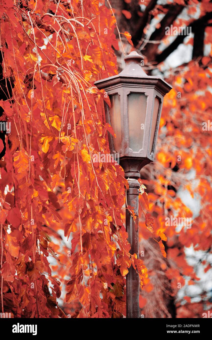 Old street light and autumn tree Stock Photo