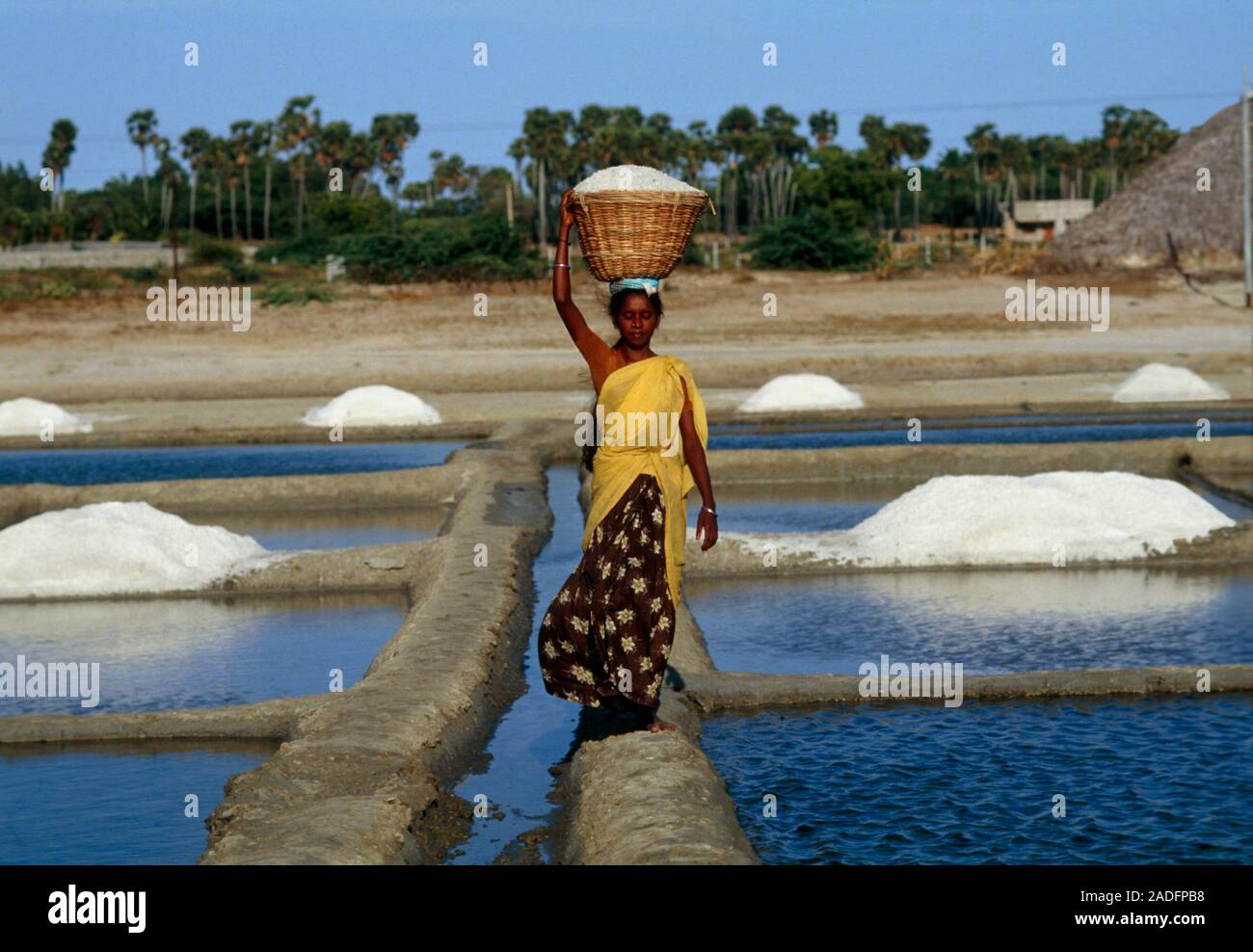 Salt pans. Woman carrying a basket of salt from salt pans. These are