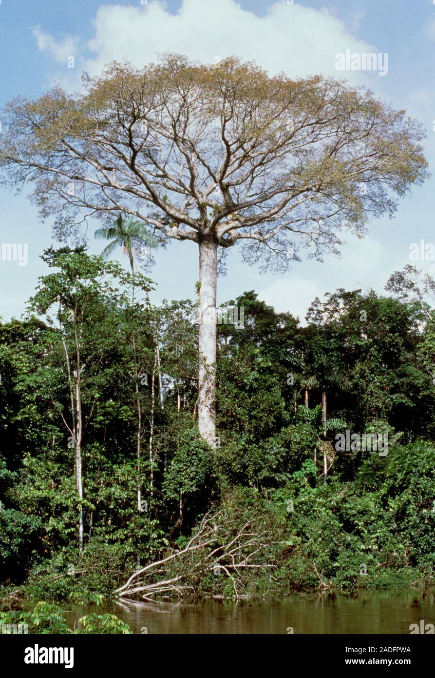 A giant emergent silk cotton tree Ceiba pentandra towering above the