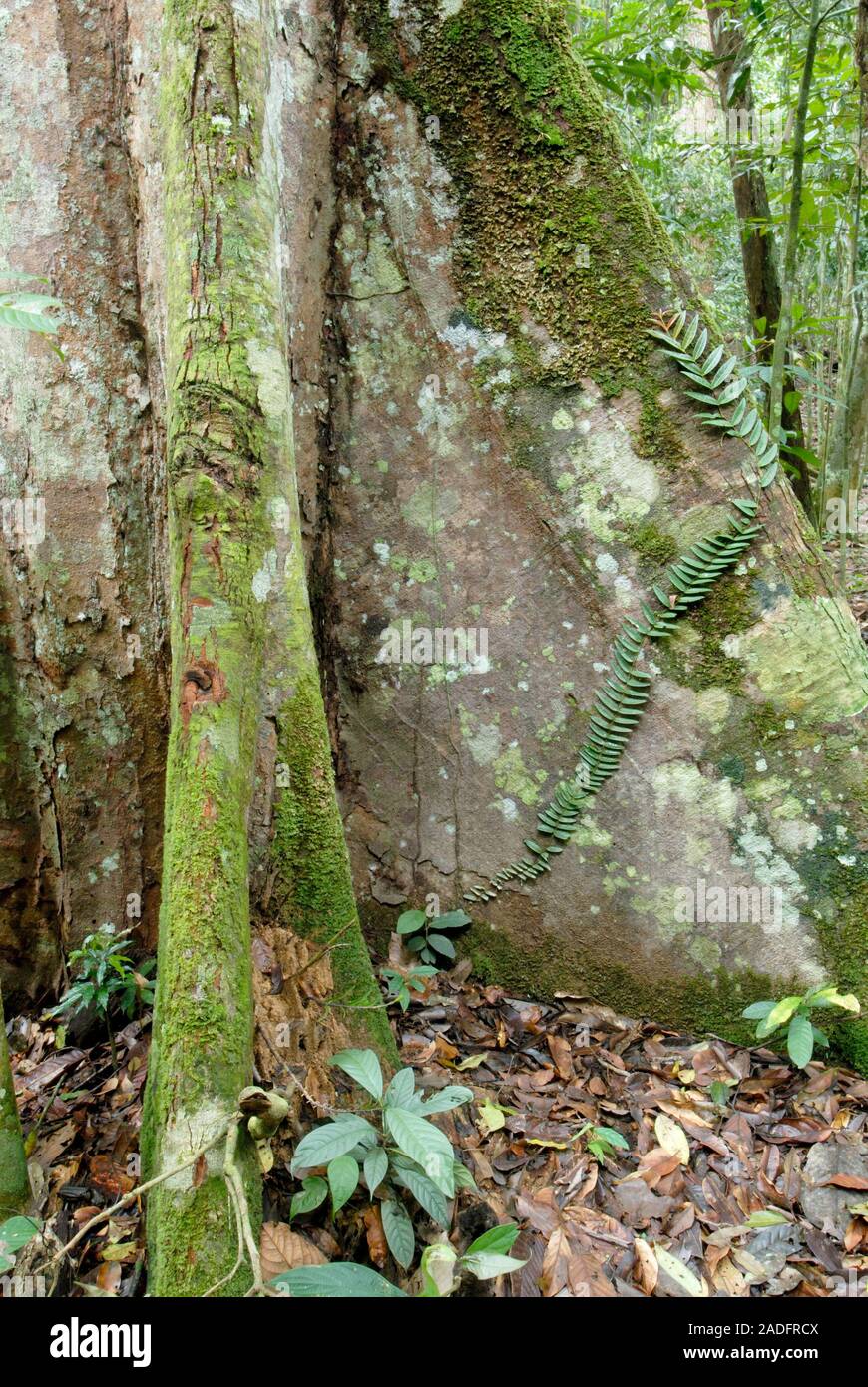 Buttress roots on a tree (Family Dipterocarpaceae). Buttress roots help
