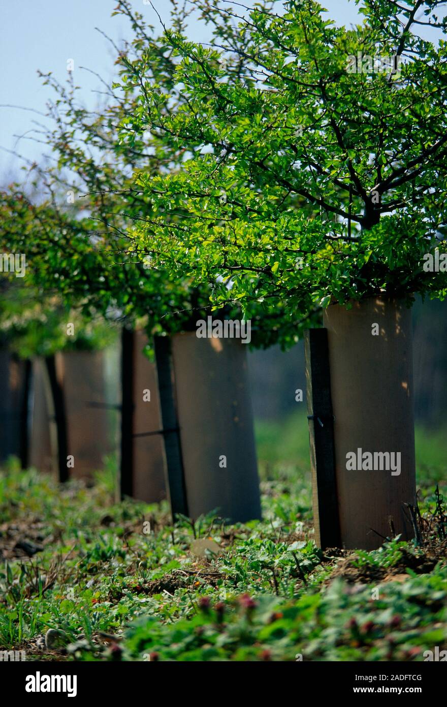 Tree shelter on new trees. Protection for newly planted trees a line of