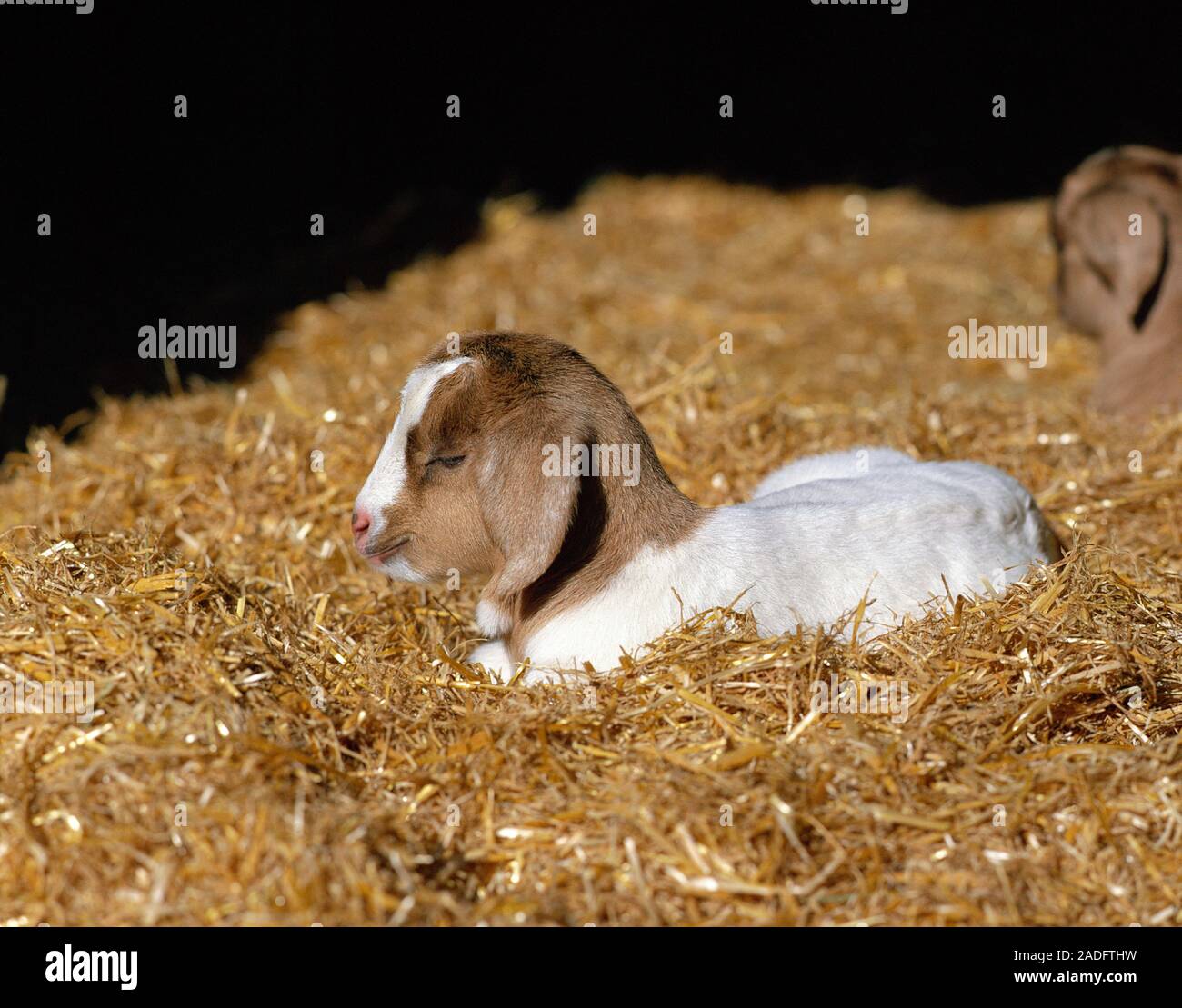 Baby goat. This one-day-old goat (Capra sp.) is a cross-breed between a ...