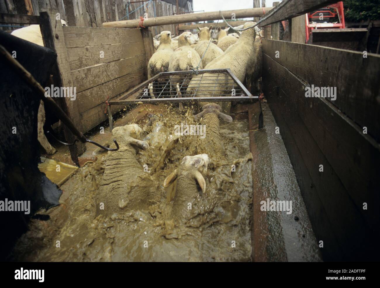 Sheep dipping. Sheep (Ovis aries) being immersed in a bath of pesticide