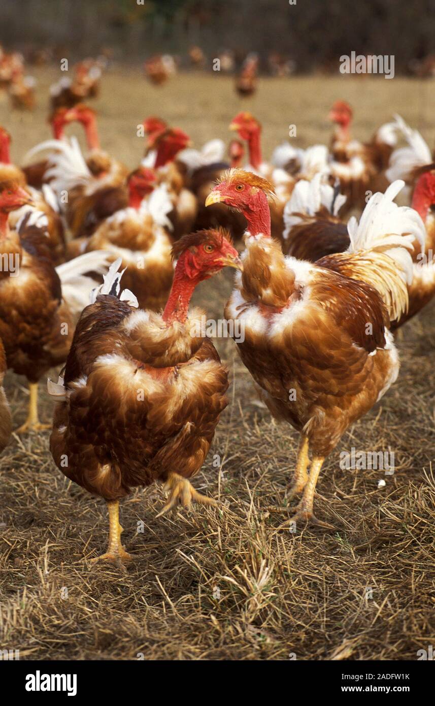 Capons (Gallus gallus domesticus) are castrated roosters, who have had