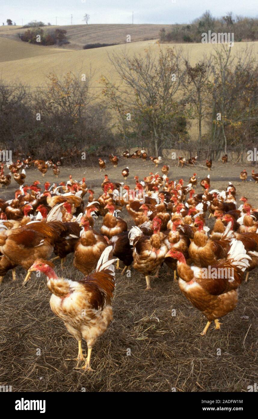 Capons (Gallus gallus domesticus) are castrated roosters, who have had