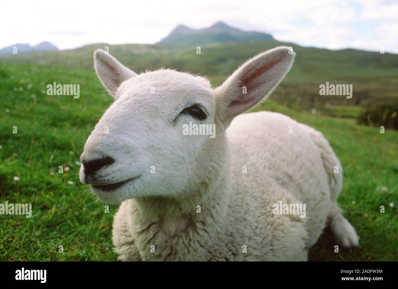 D'amico Brown Lamb Ovis Aries Aries Bomber