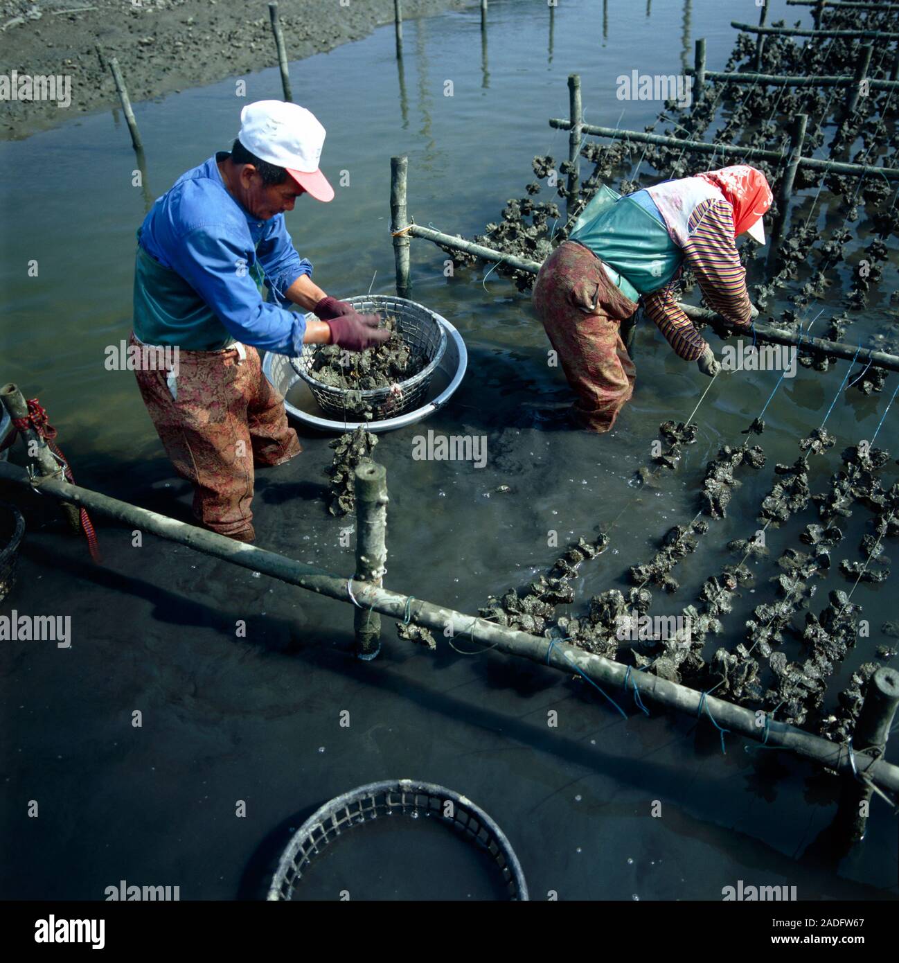 Oyster farm. Farmers collecting oysters from ropes on an oyster farm