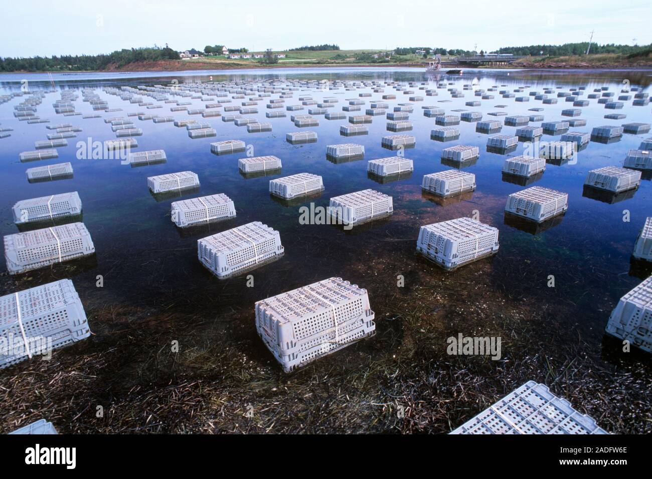 Oyster farming. Crated oysters in an oyster bed. Oysters are kept in