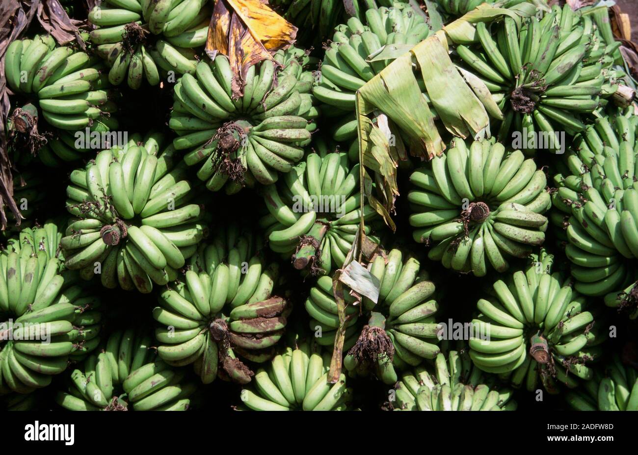 Bananas. Banana crop, Musa sp., a tropical fruit, stacked for sale or ...