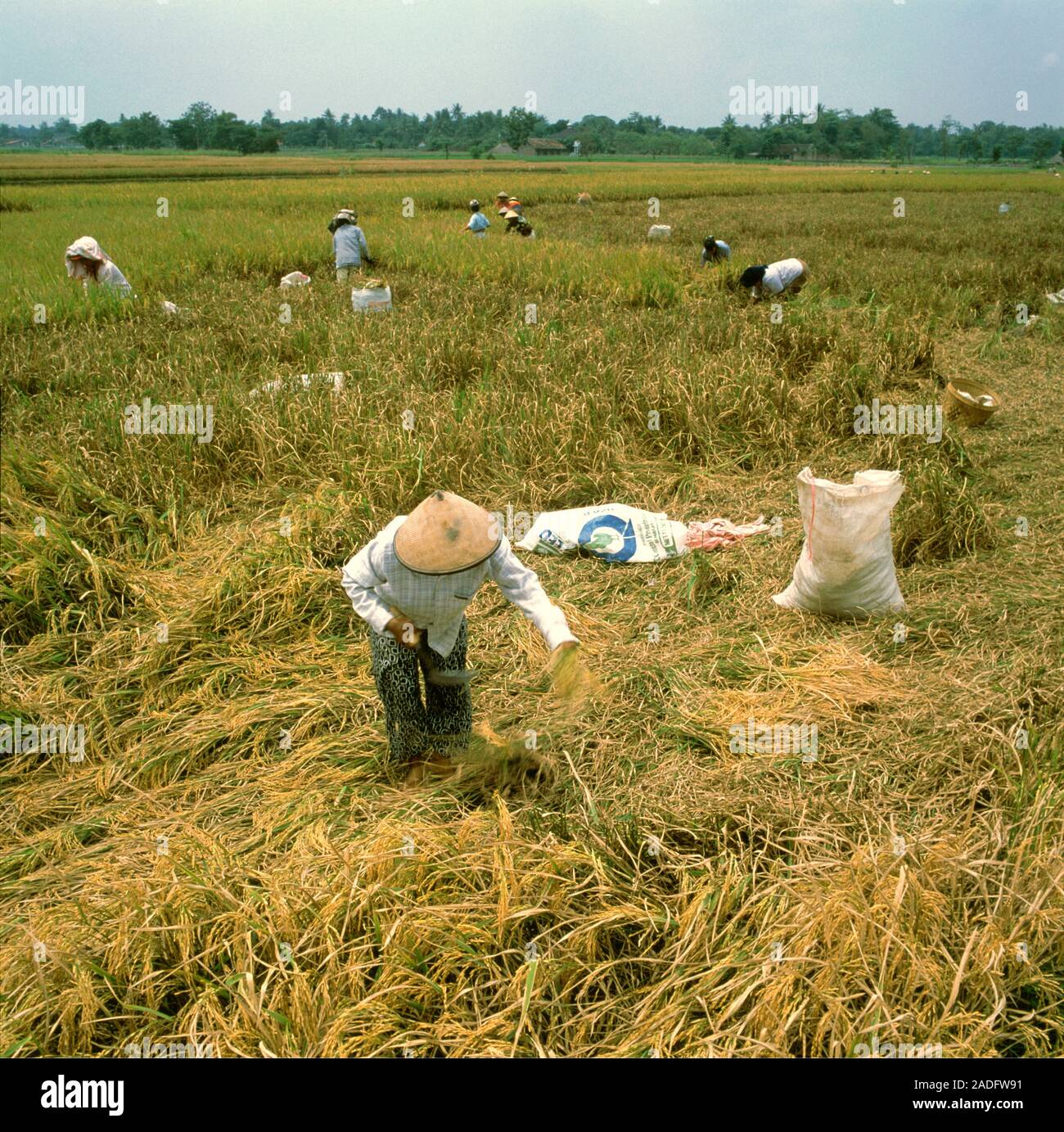 Rice harvesting. Indonesians harvesting rice (Oryza sativa) in a field ...