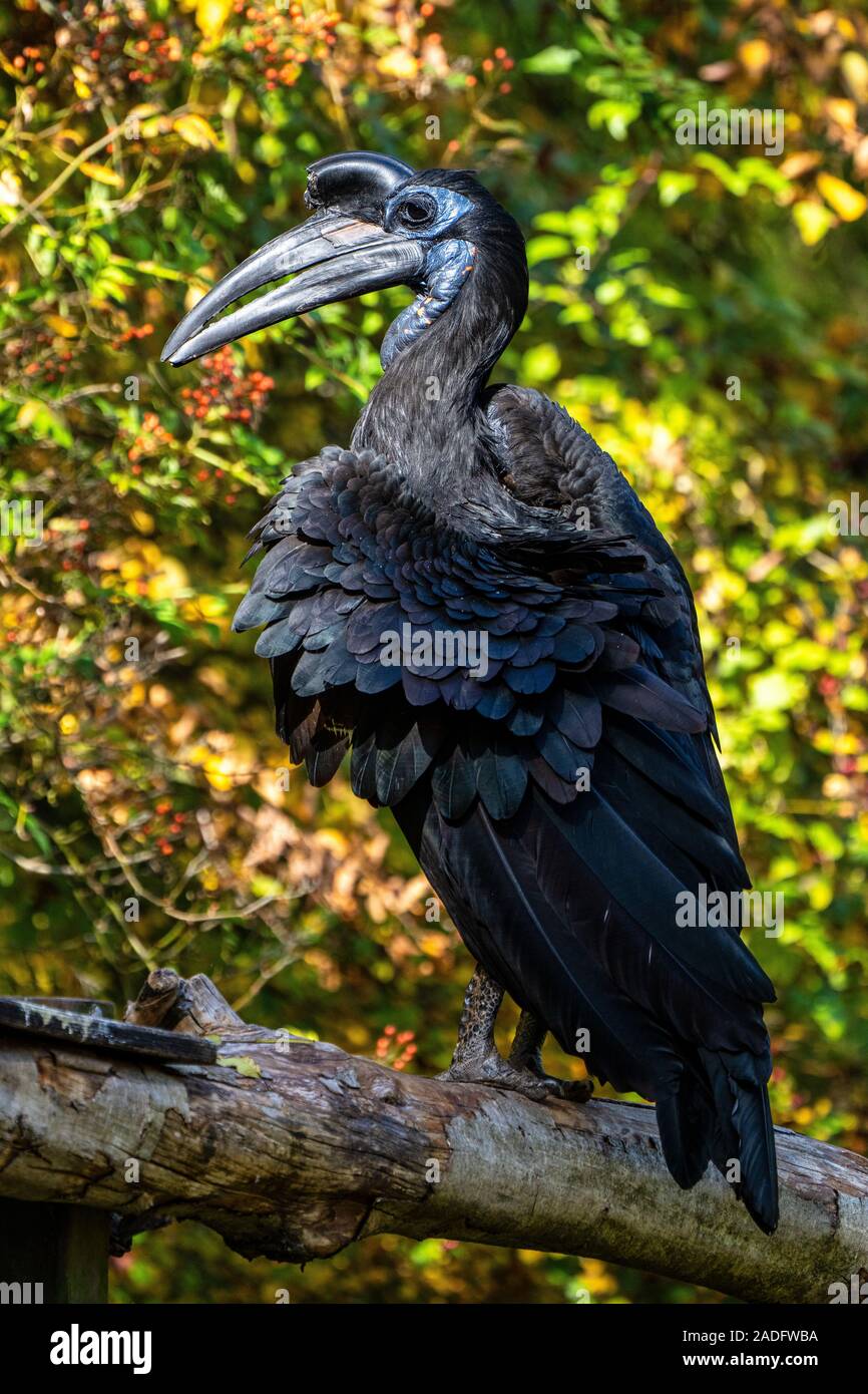 The Abyssinian northern Ground Hornbill, Bucorvus abyssinicus or northern ground hornbill is an African bird, found north of the equator, and is one o Stock Photo