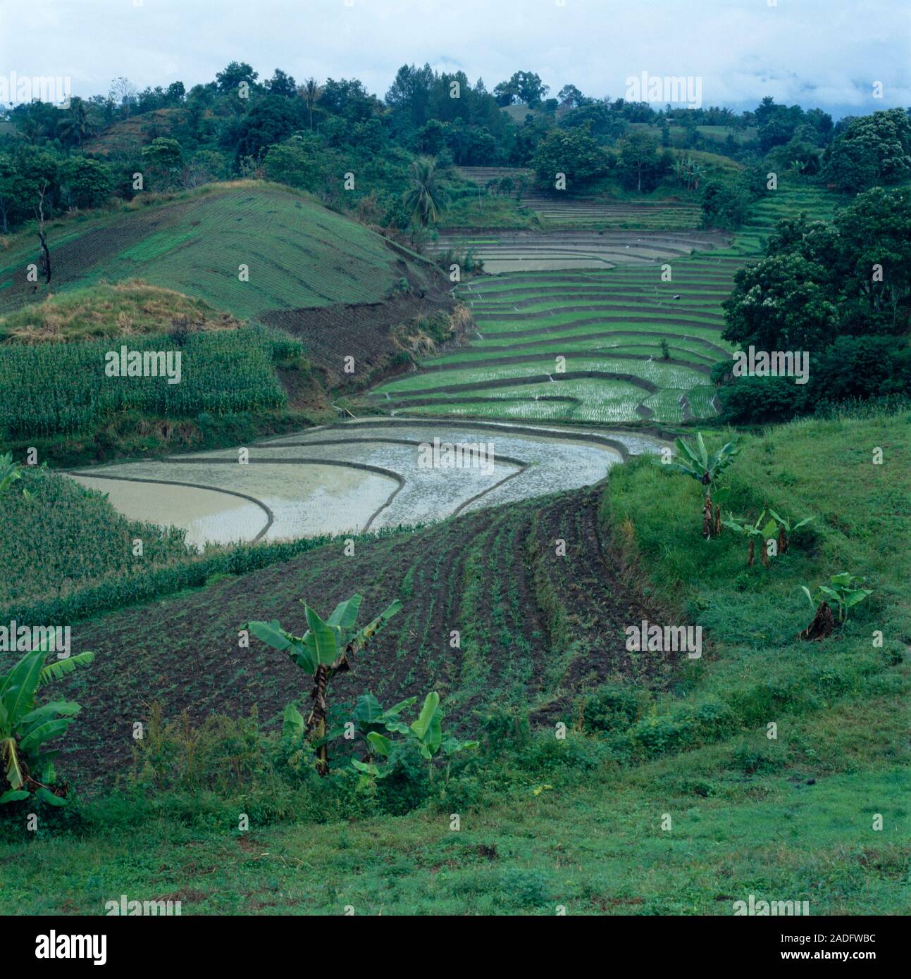 Rice paddies. Terraced, flooded paddy fields used for growing rice ...