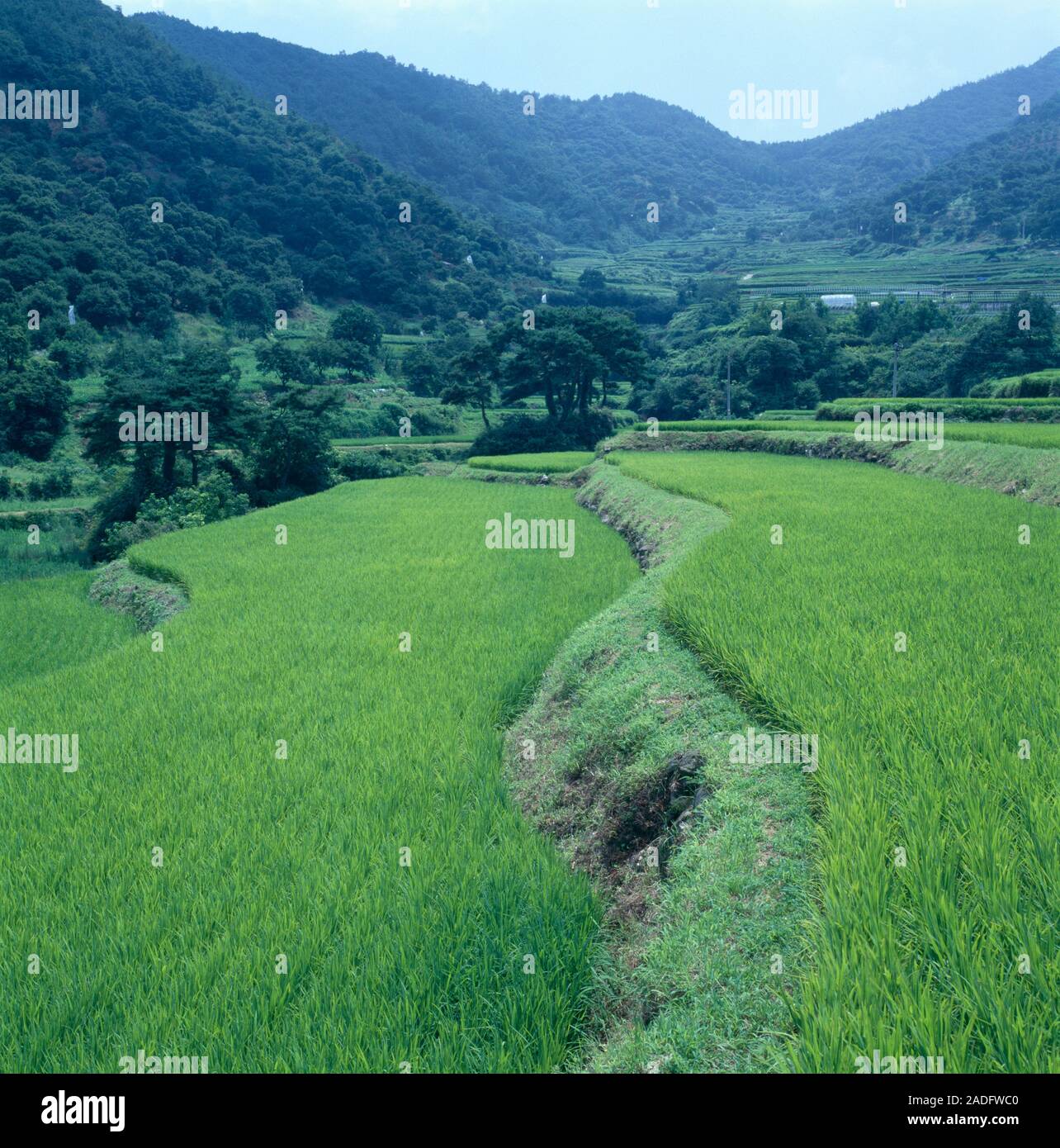 Rice paddies. Terraced, flooded paddy fields used for growing rice ...