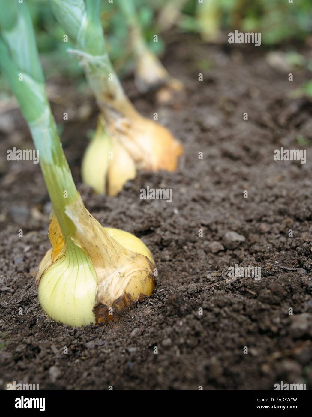 Organic onions (Allium cepa) growing in a garden. Organic farming is a ...