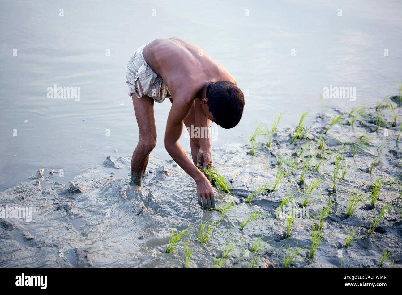 Rice farmer planting rice crops in a paddy field. Photographed in ...