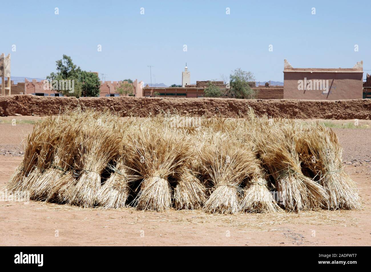 Harvested wheat (Triticum sp.) tied up in bundles. Photographed in the ...