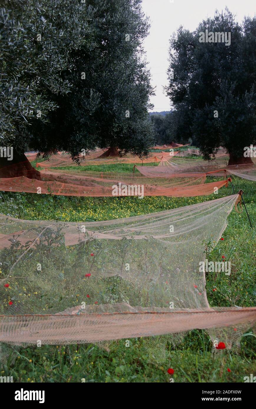 Olive harvesting. Orchard of olive trees Olea europaea, with nets laid