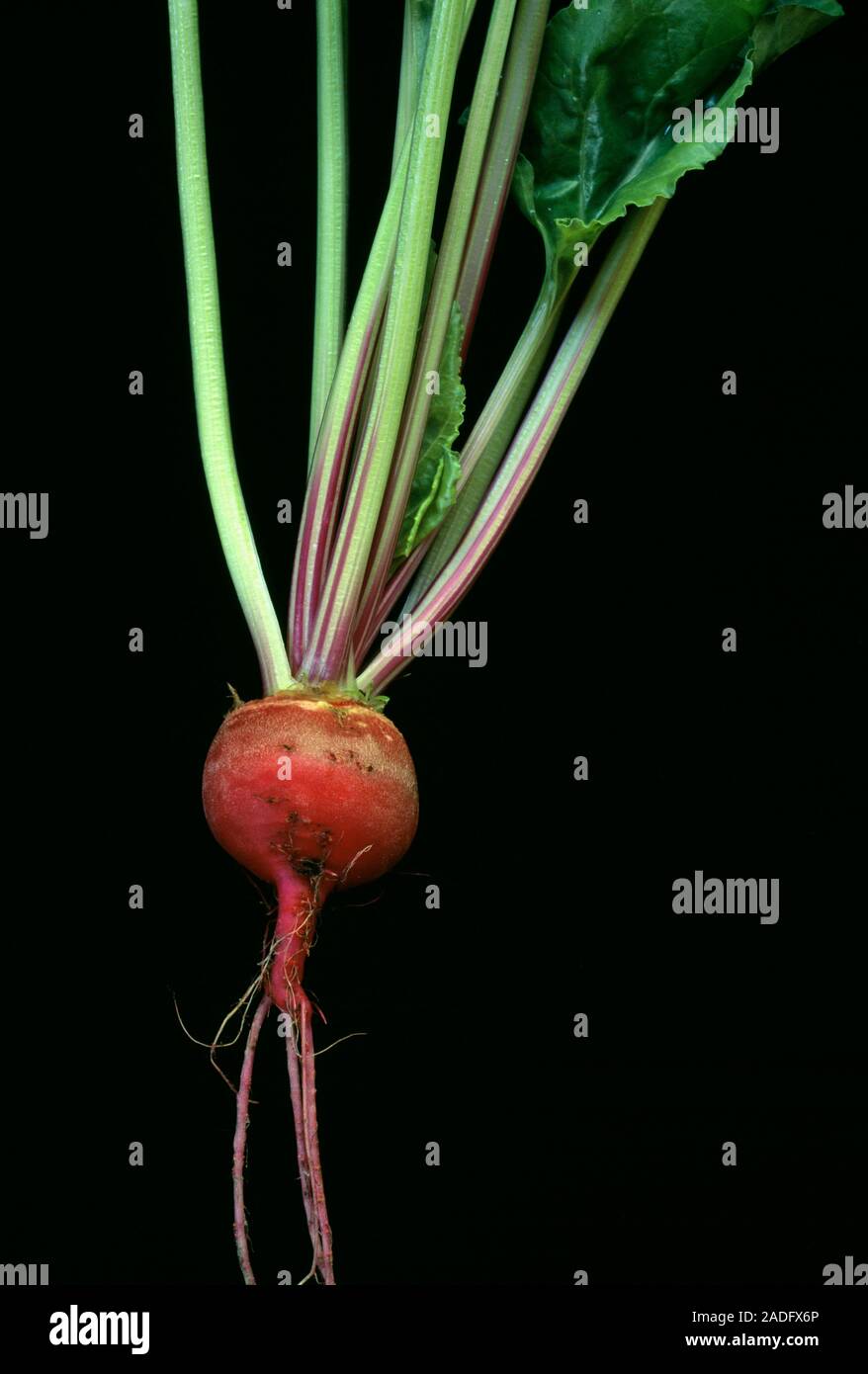 Beetroot (Beta vulgaris rubra). Beetroot is a root vegetable. It is a