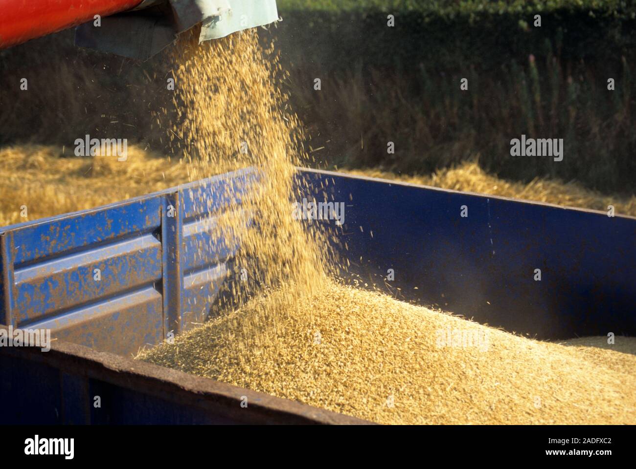 Harvesting cereal grain Stock Photo - Alamy