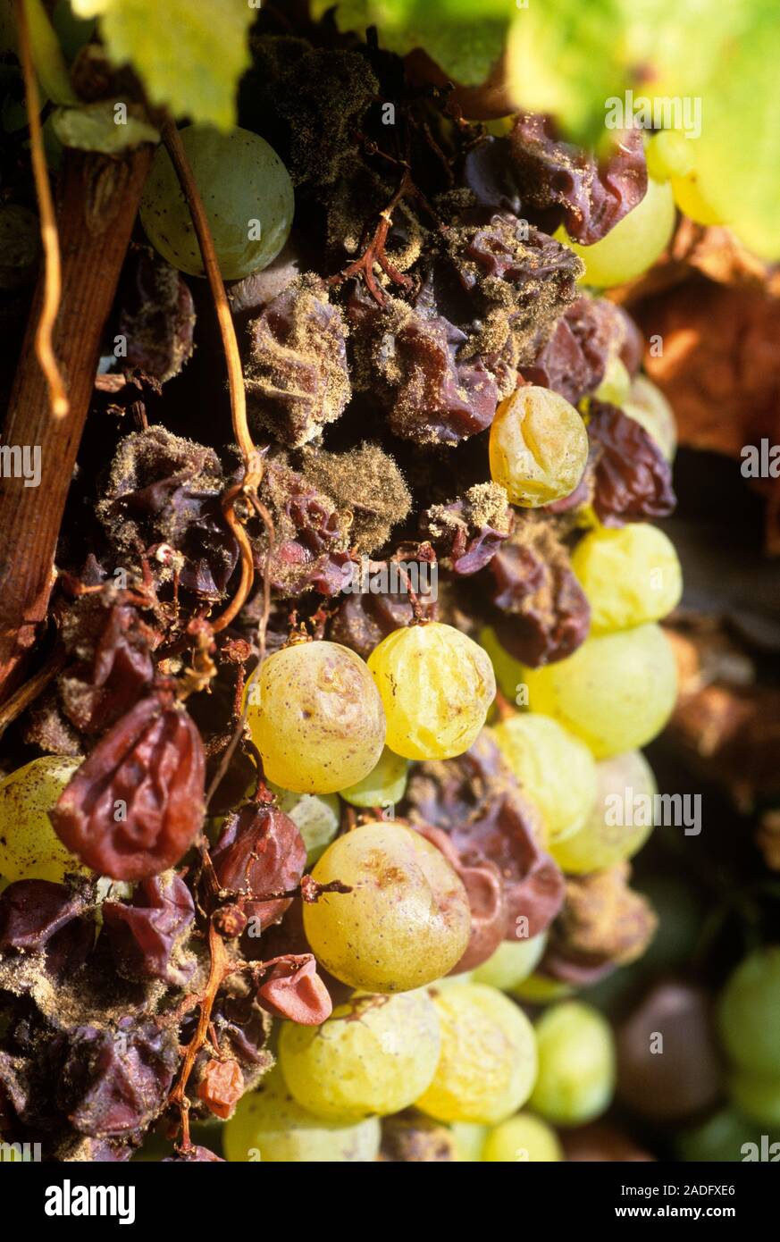 Noble rot fungus (Botrytis cinerea) growing on grapes. Under the right