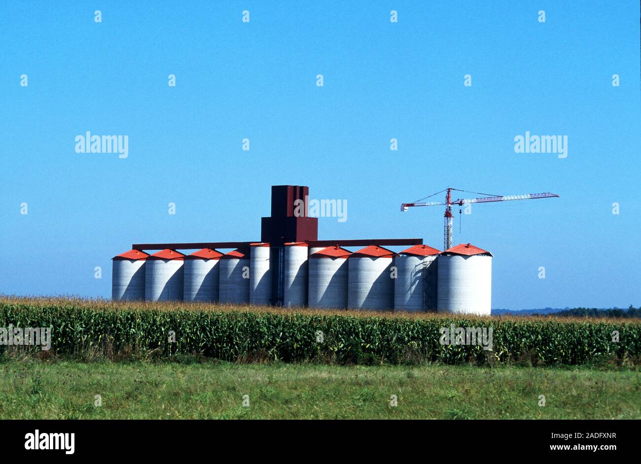 Storage silos and fields of maize (Zea mays). Silos are used in