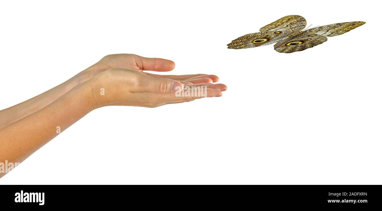 Butterfly flying from hand Stock Photo Alamy