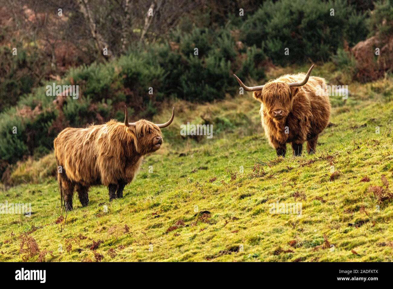 Highland cattle from Scottish highlands Stock Photo - Alamy