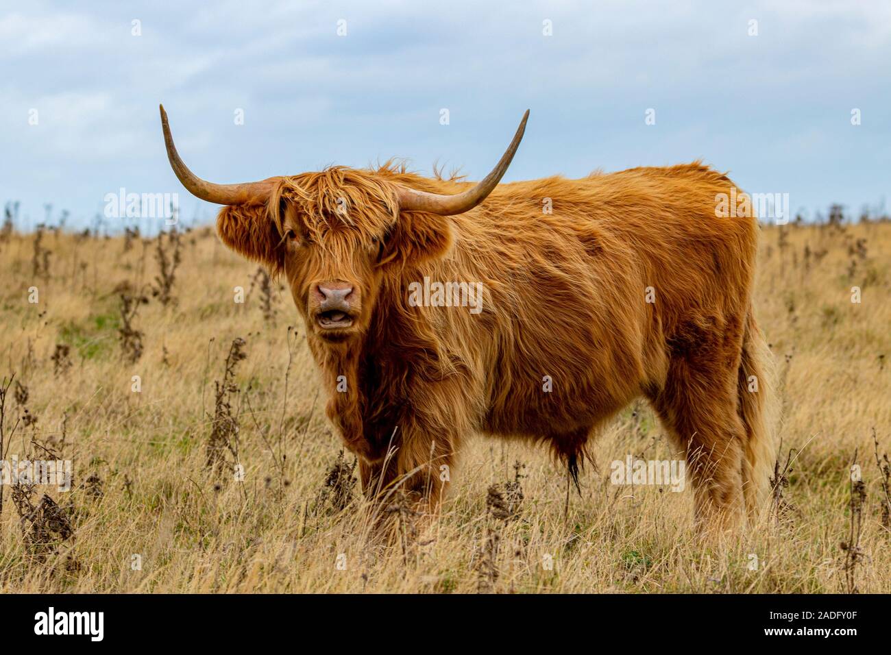 Highland cattle from Scottish highlands Stock Photo - Alamy
