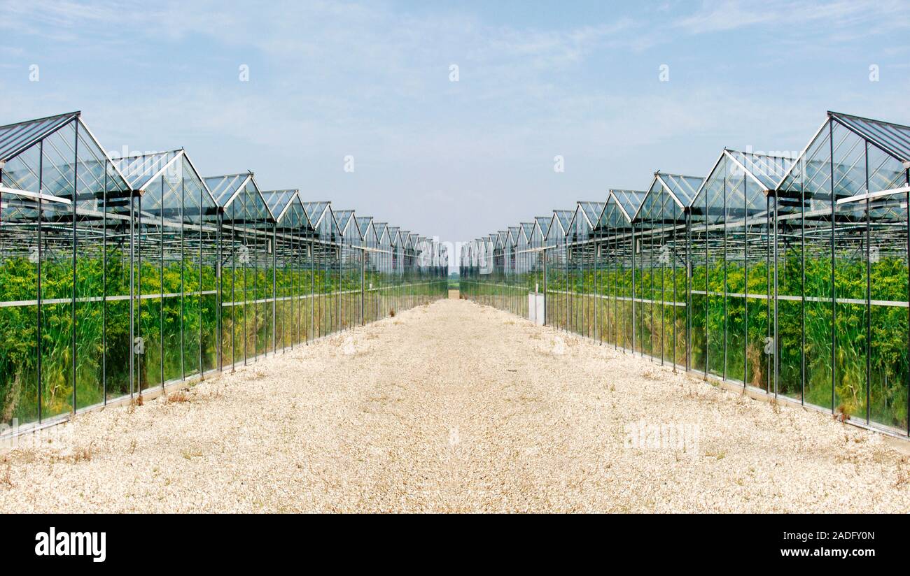 Greenhouses used to grow fennel. Photographed at a farm in Norfolk, UK