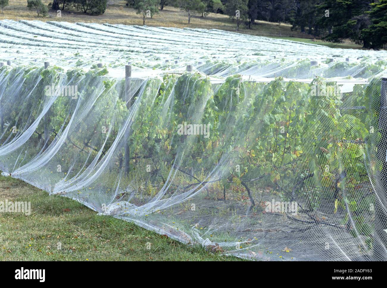 Bird netting protecting grape vines in Tasmania, Australia Stock Photo