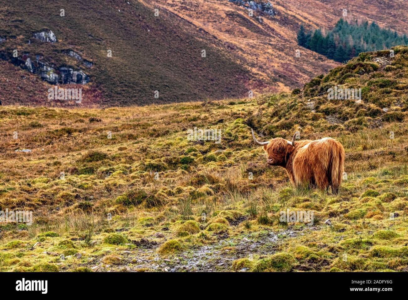 Highland cattle from Scottish highlands Stock Photo - Alamy
