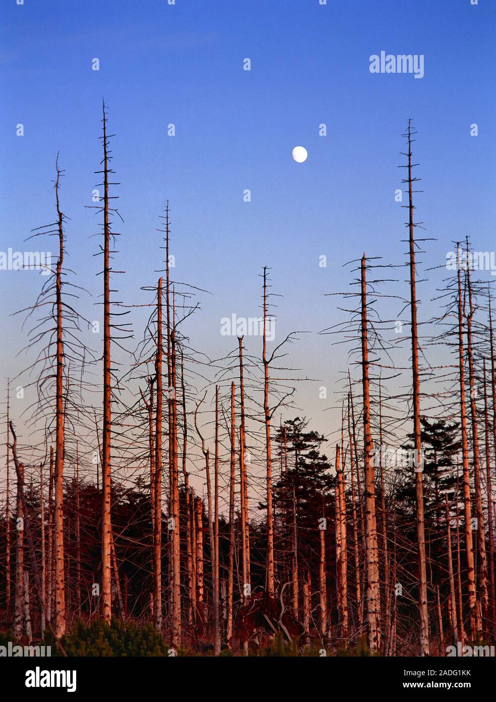 Forest destruction by acid rain. The Moon rising above woodland ...