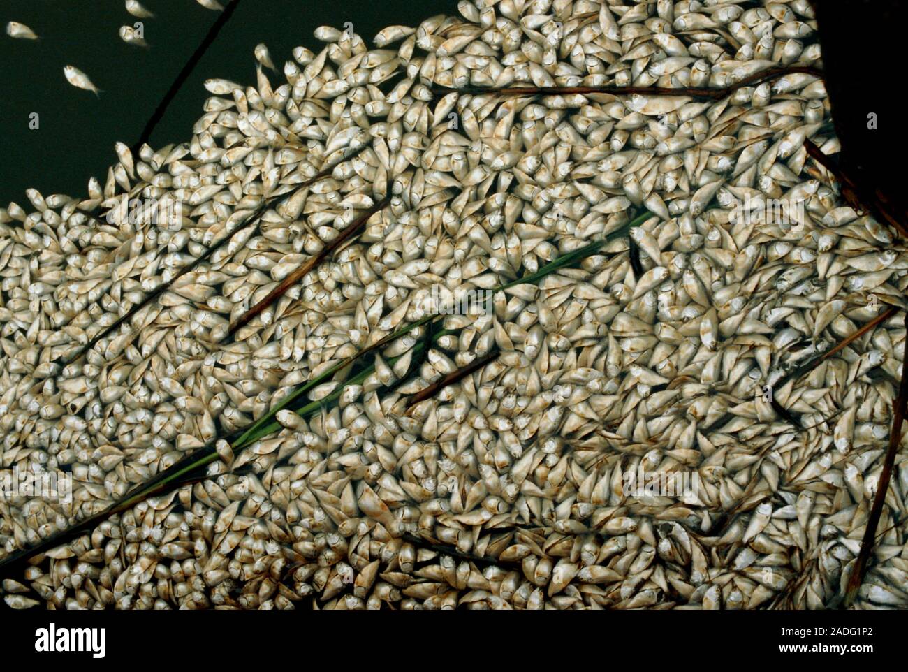 Fish Lacking Fishes killed due to a lack of water oxygen from river pollution ...