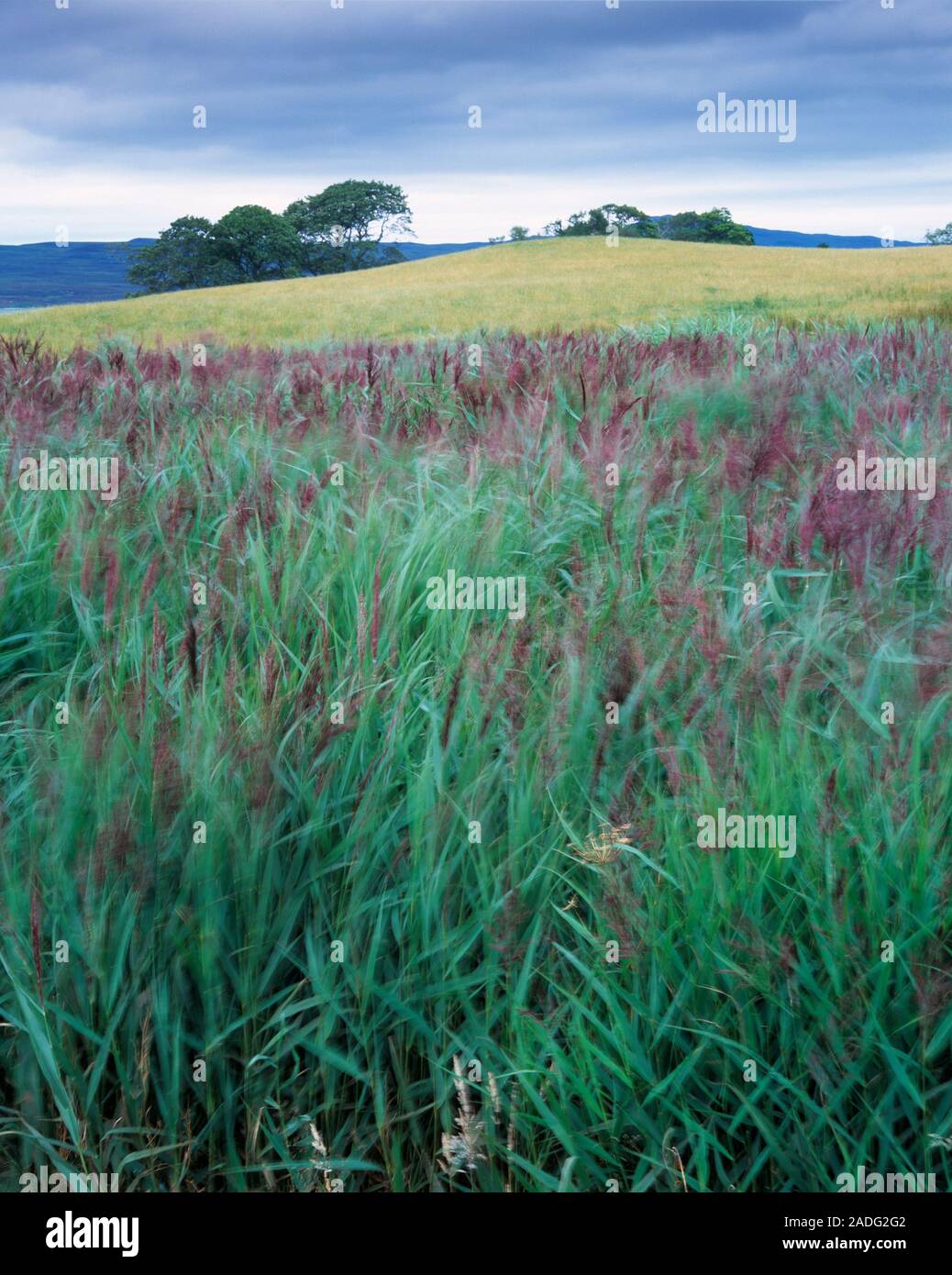 Sewage treatment reed-bed. These common reeds (Phragmites australis ...