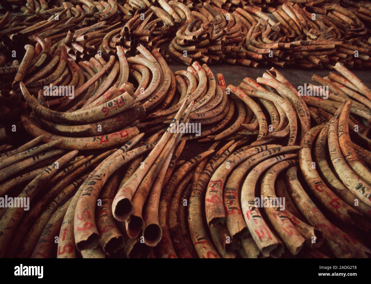 Elephant tusks. Piles of the tusks of African elephants (Loxodonta