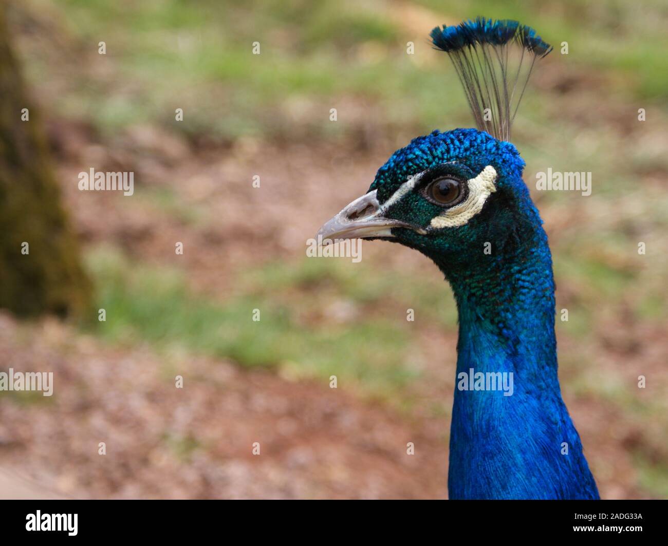 Proud bird shows his beautiful headdress and looks a little bit confused Stock Photo