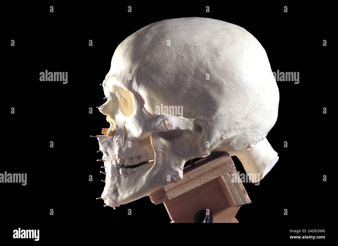 Modelling Oetzi the Iceman. Replica of the skull of Oetzi, a Modelling Oetzi the Iceman. Replica of the skull of Oetzi, a