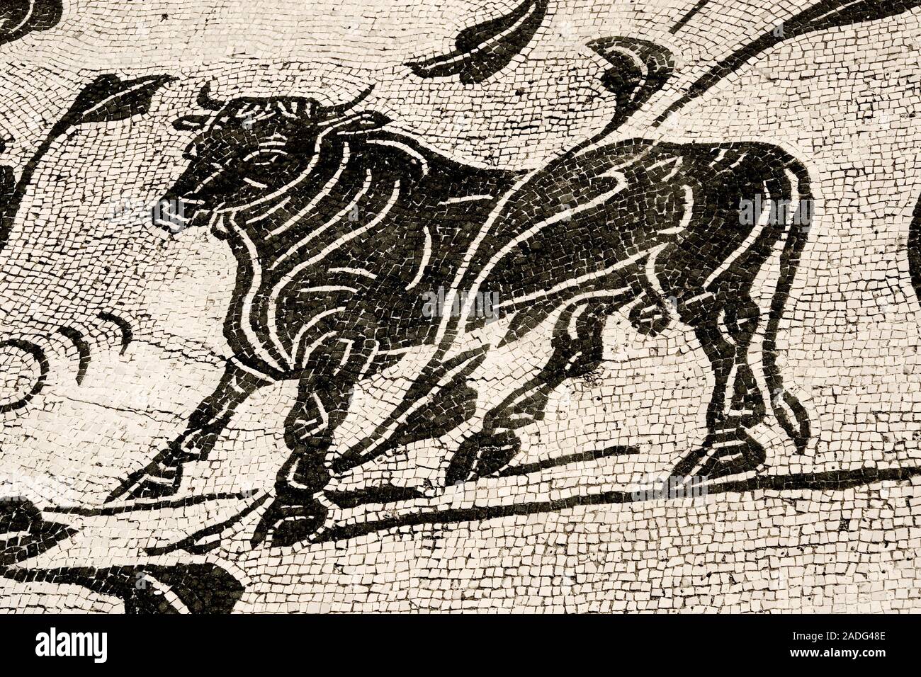 Roman mosaic in Ostia Antica, showing a bull. This mosaic was built in ...