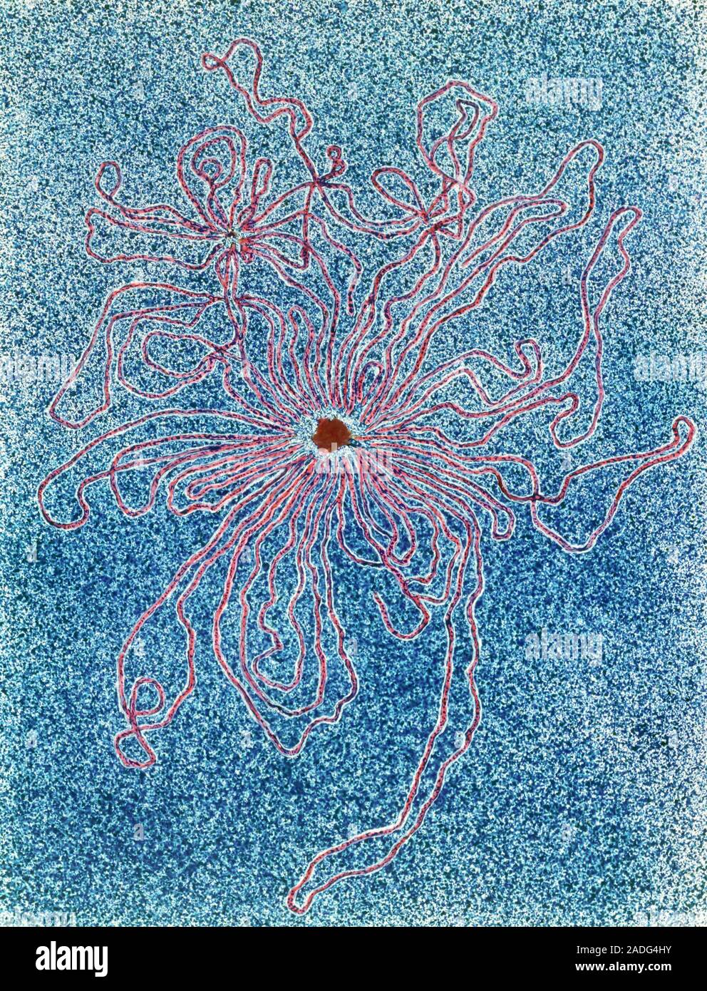 DNA. Coloured transmission electron micrograph of DNA released from an ...